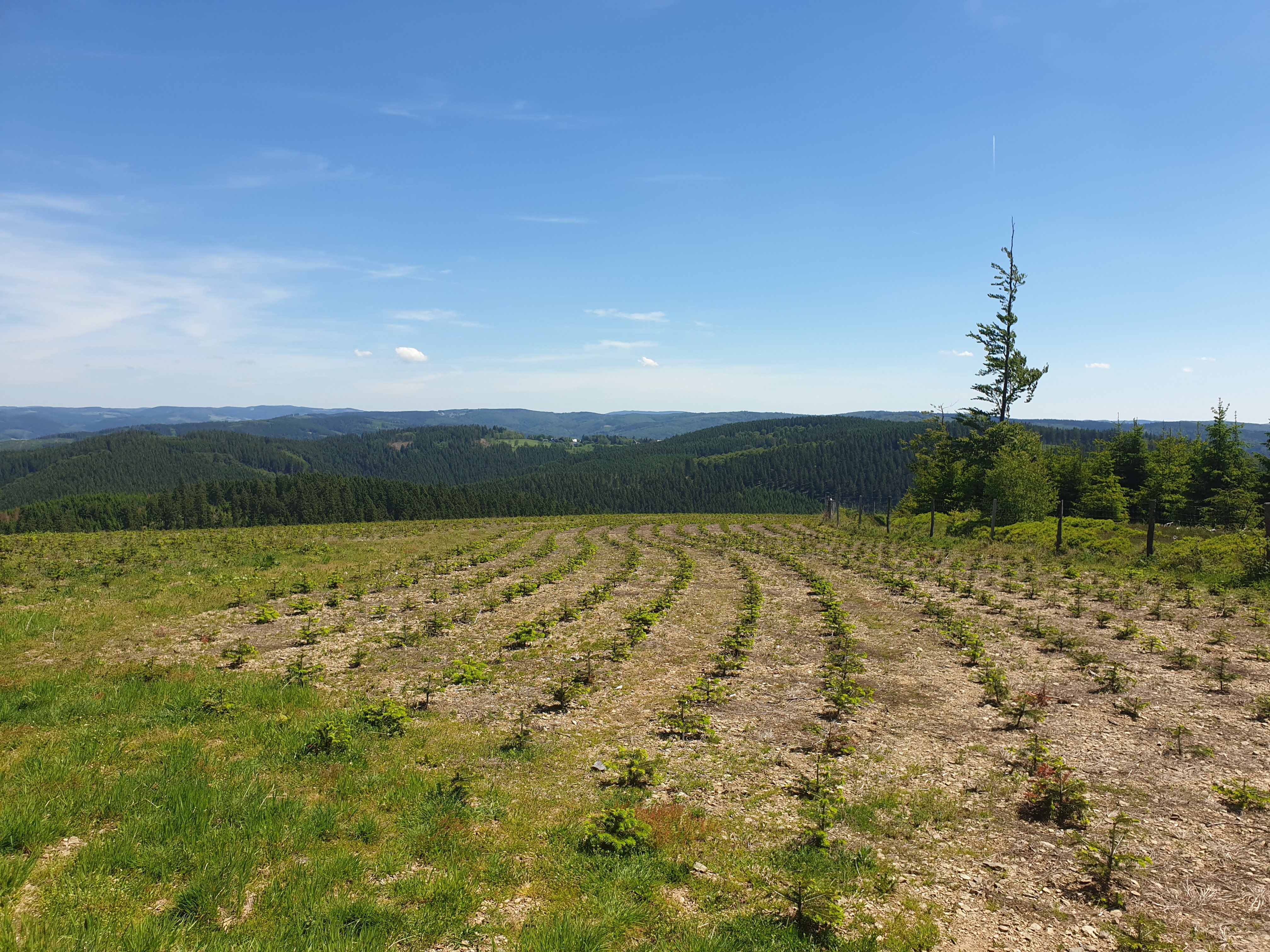 20190602_123753.jpg