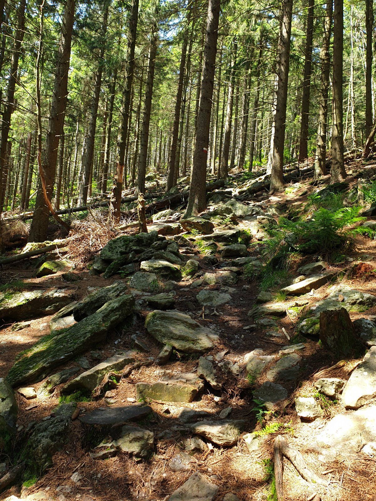 20200707_141030.jpg
