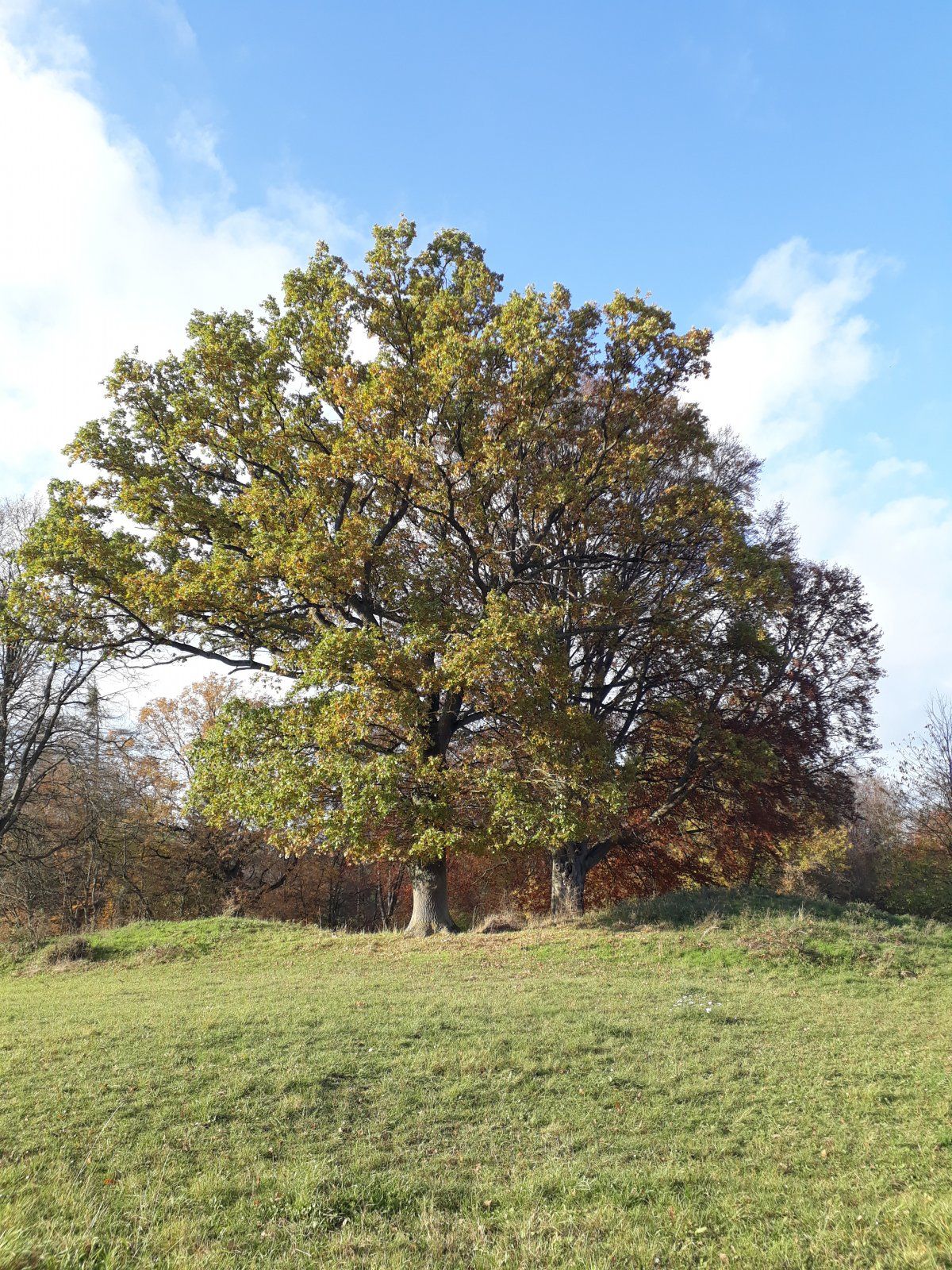 20201105_141708.jpg