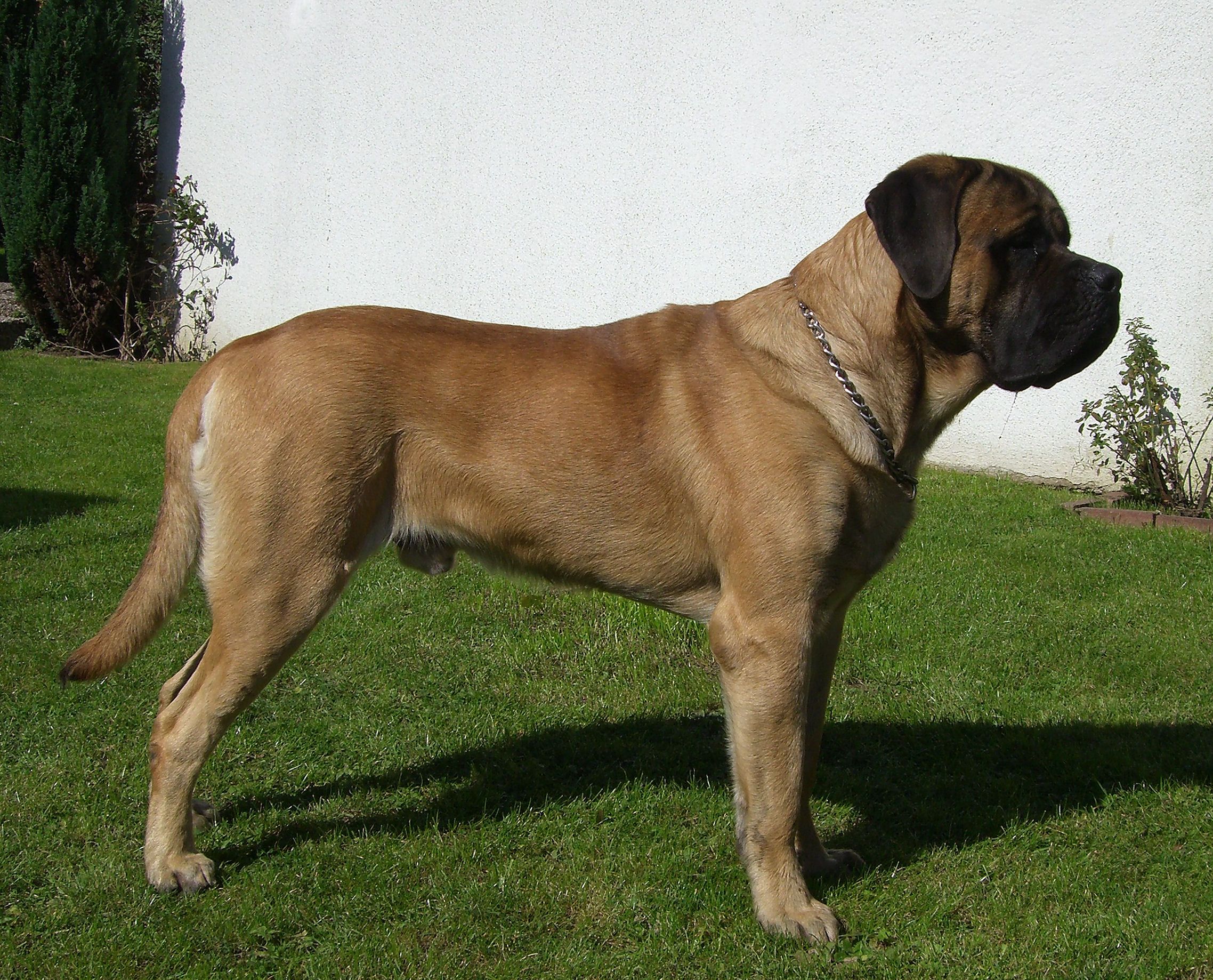 Benny-4.jpg