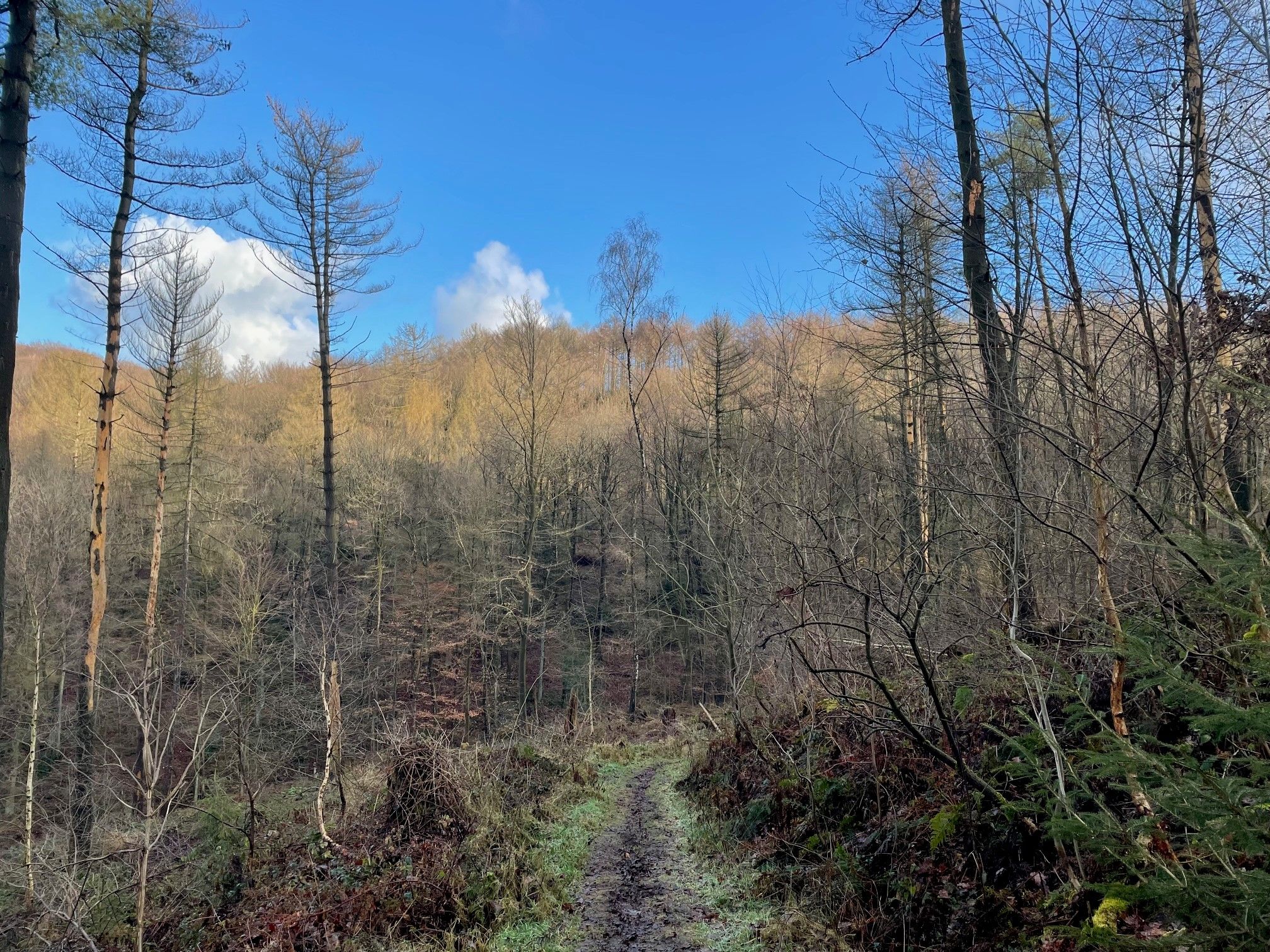 Bullit auf dem Trail 2.jpg