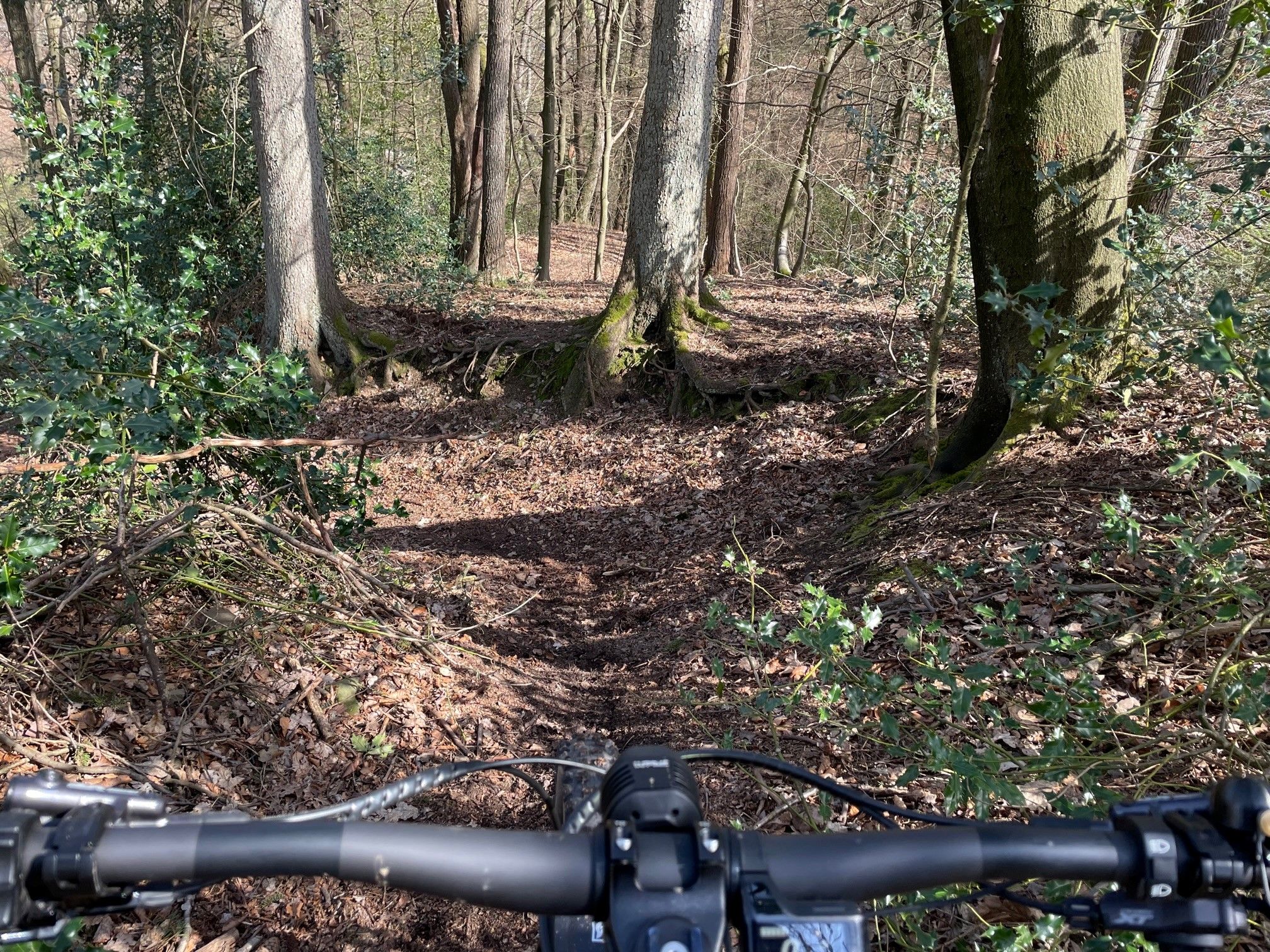 Bullit on Trail 1.jpg