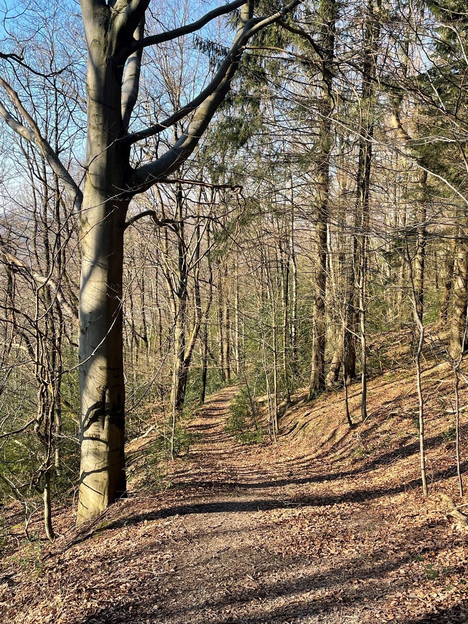 Bullit on Trail 2.jpg