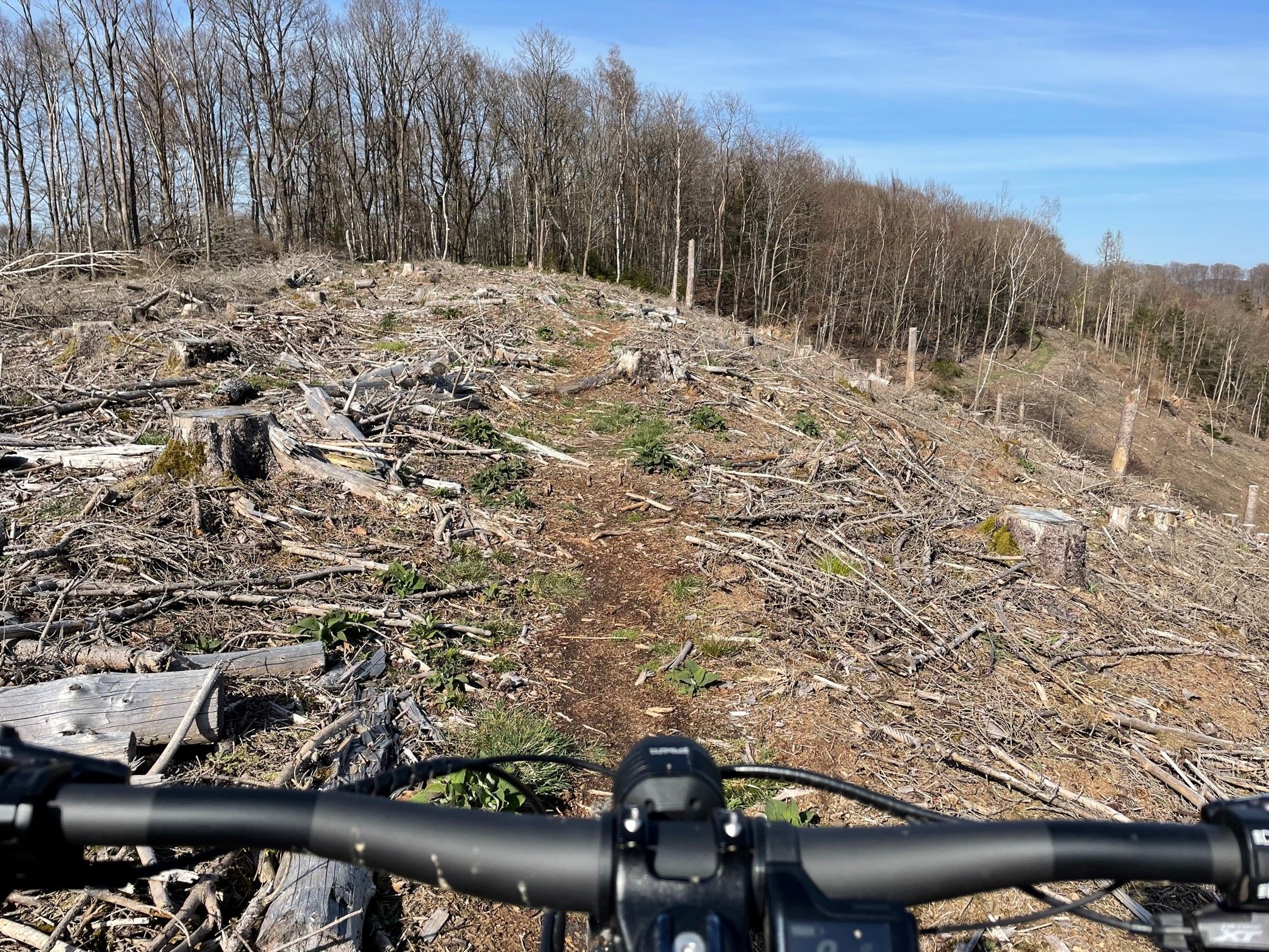 Bullit on Trail 2.jpg