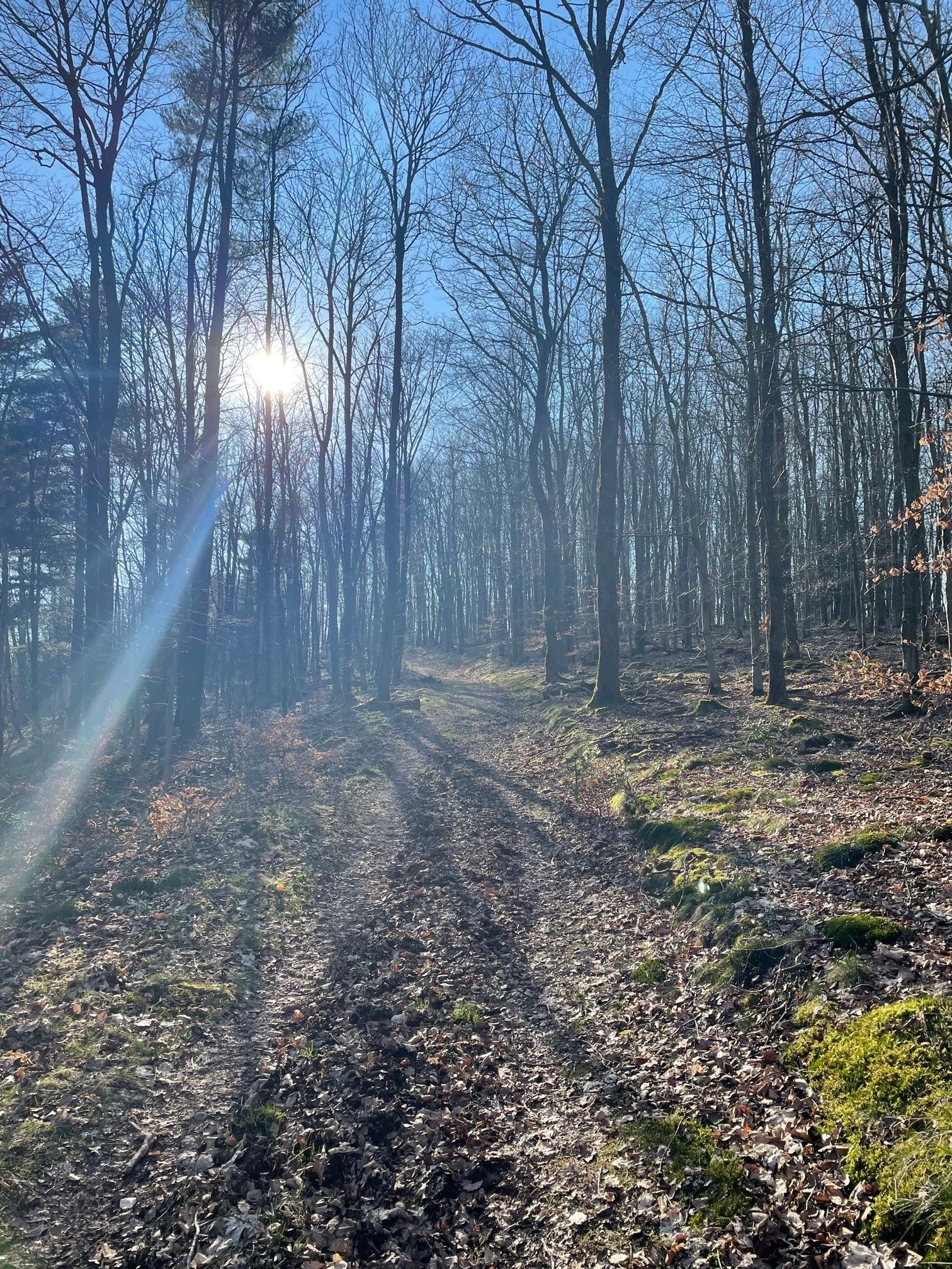 Bullit on Trail 3.jpg