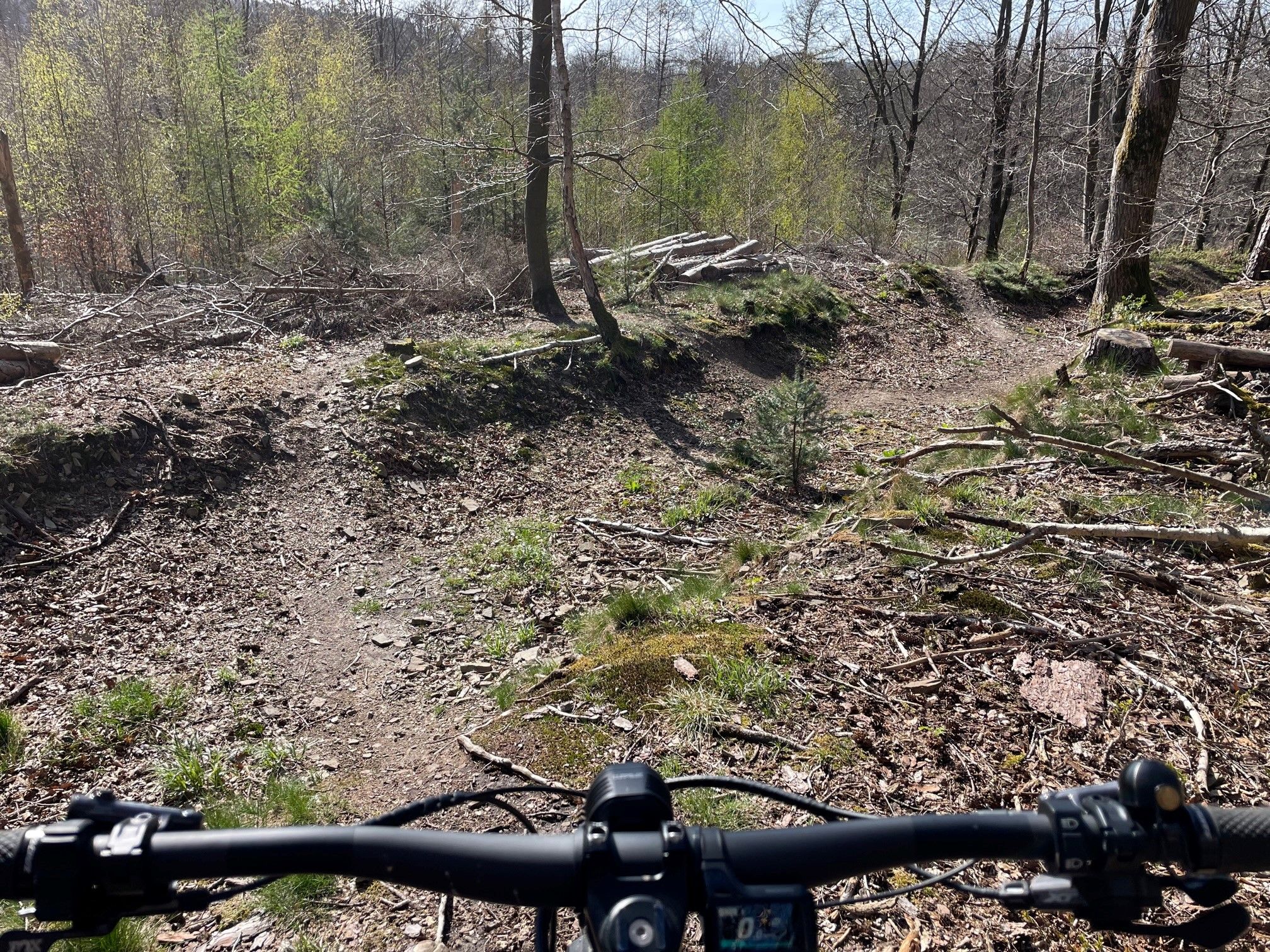Bullit on Trail 3.jpg
