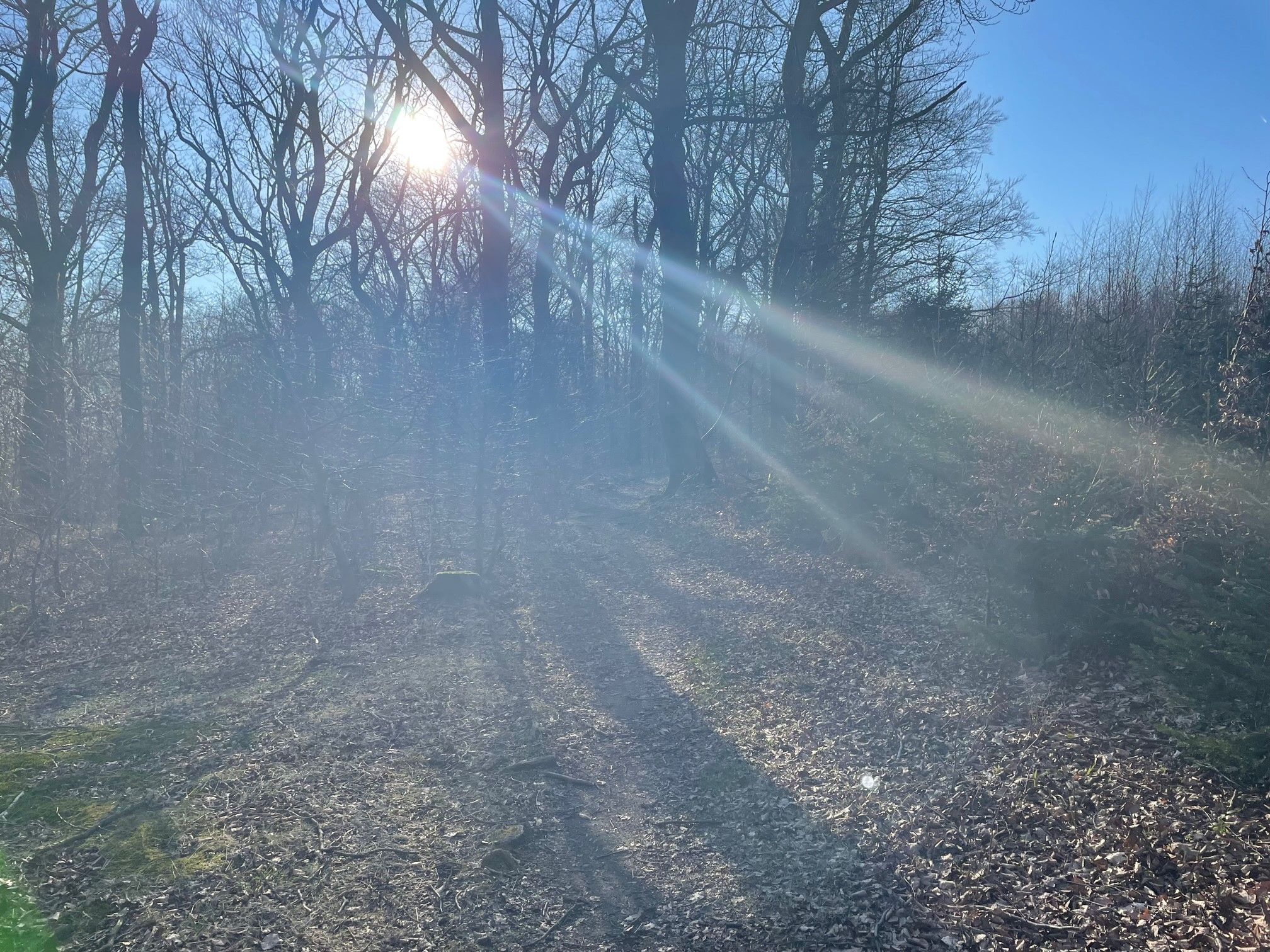 Bullit on Trail 4.jpg