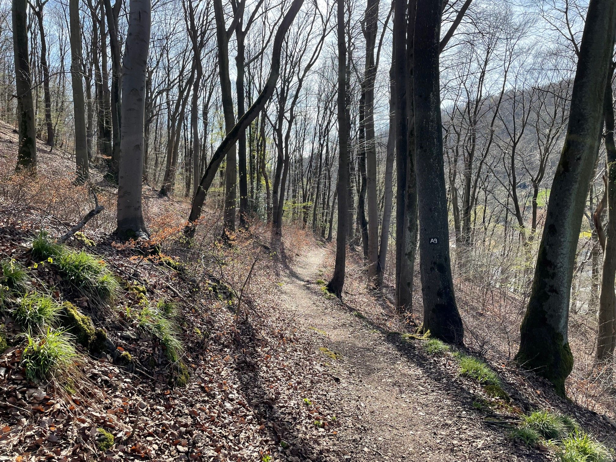 Bullit on Trail 5.jpg