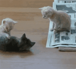 giphy (4).gif