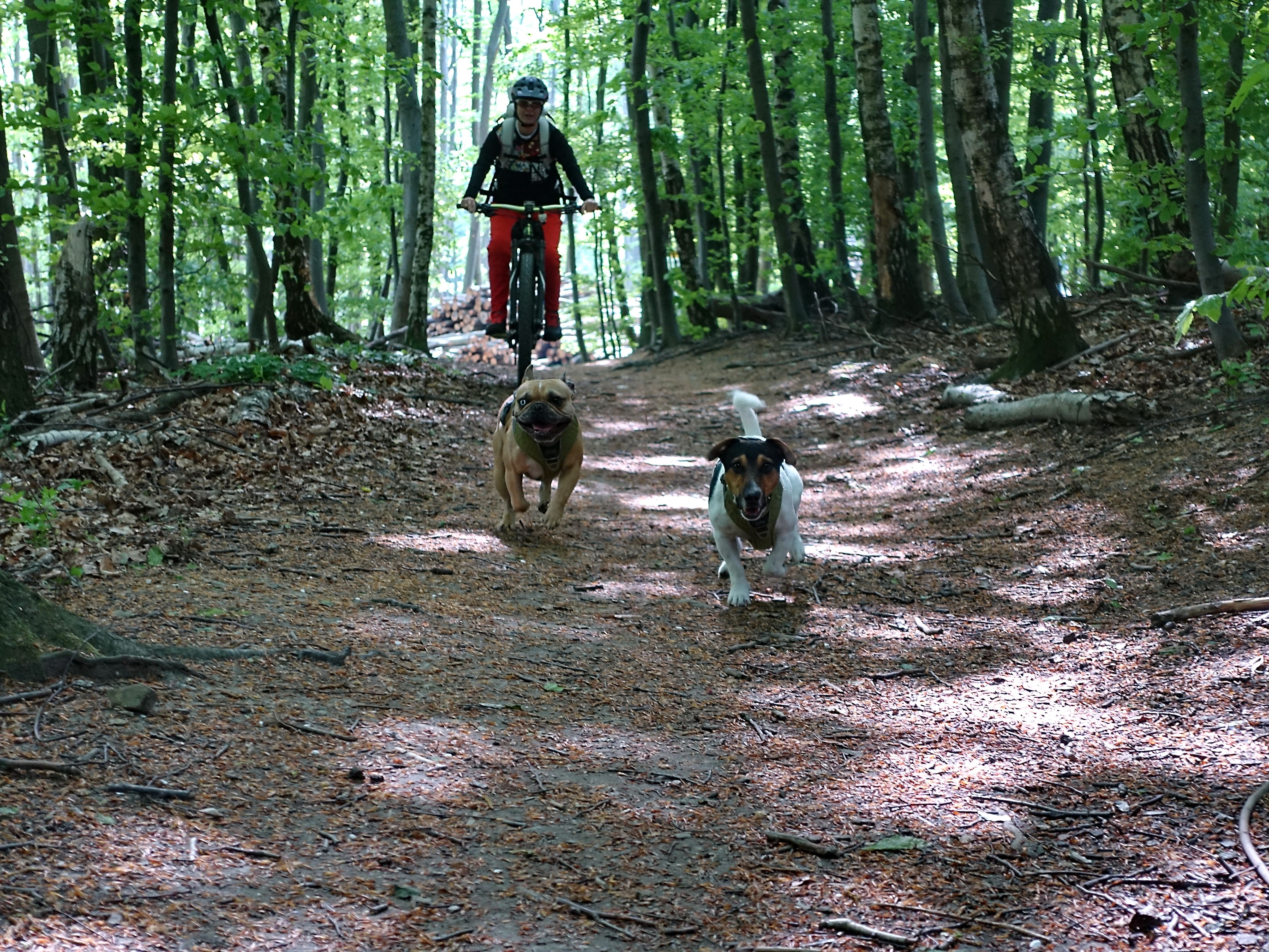 Greifenstein 03.JPG