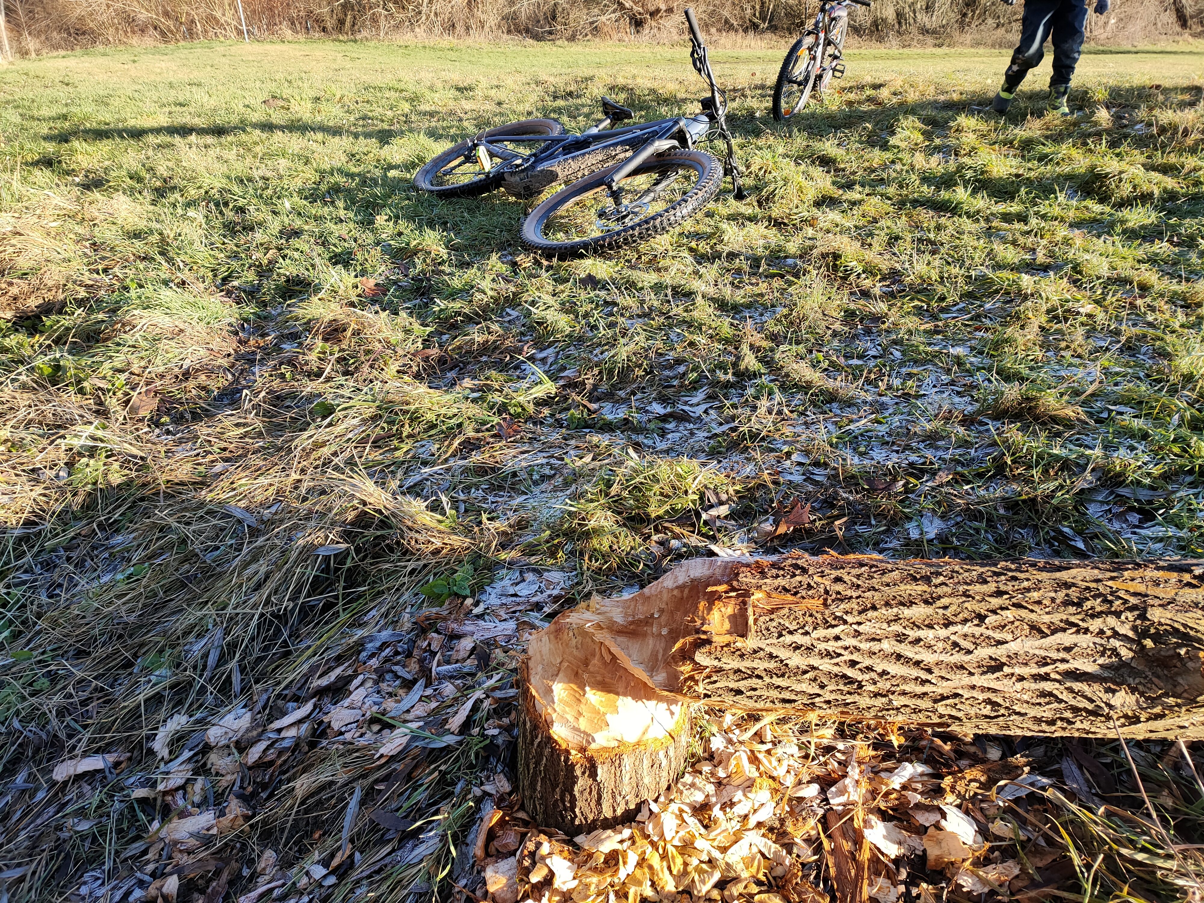 IMG20201219100303.jpg