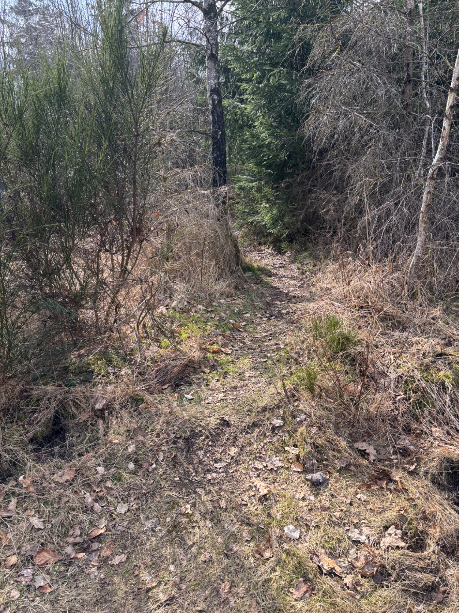 IMG_0454.jpeg