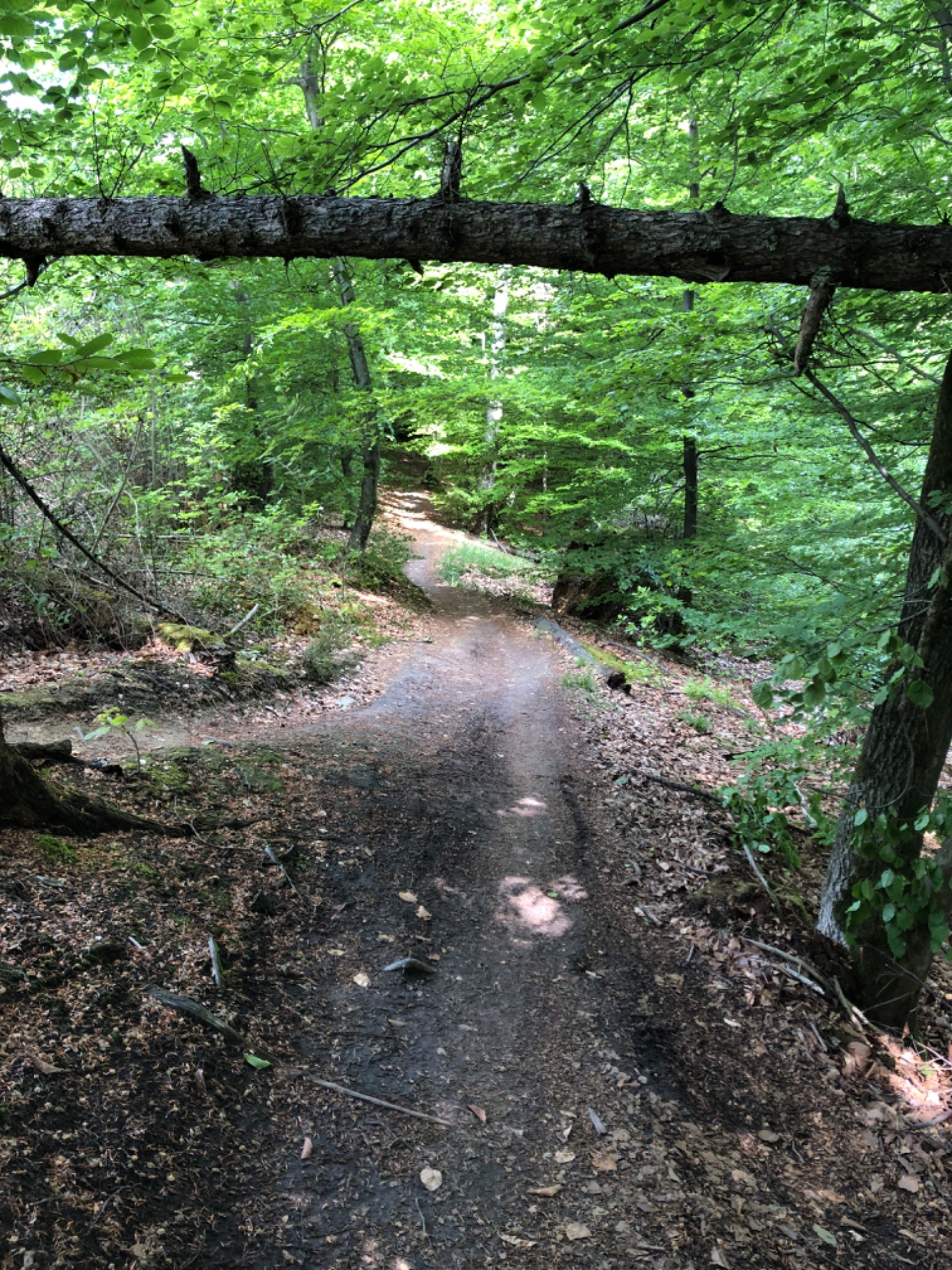 IMG_0626.jpeg