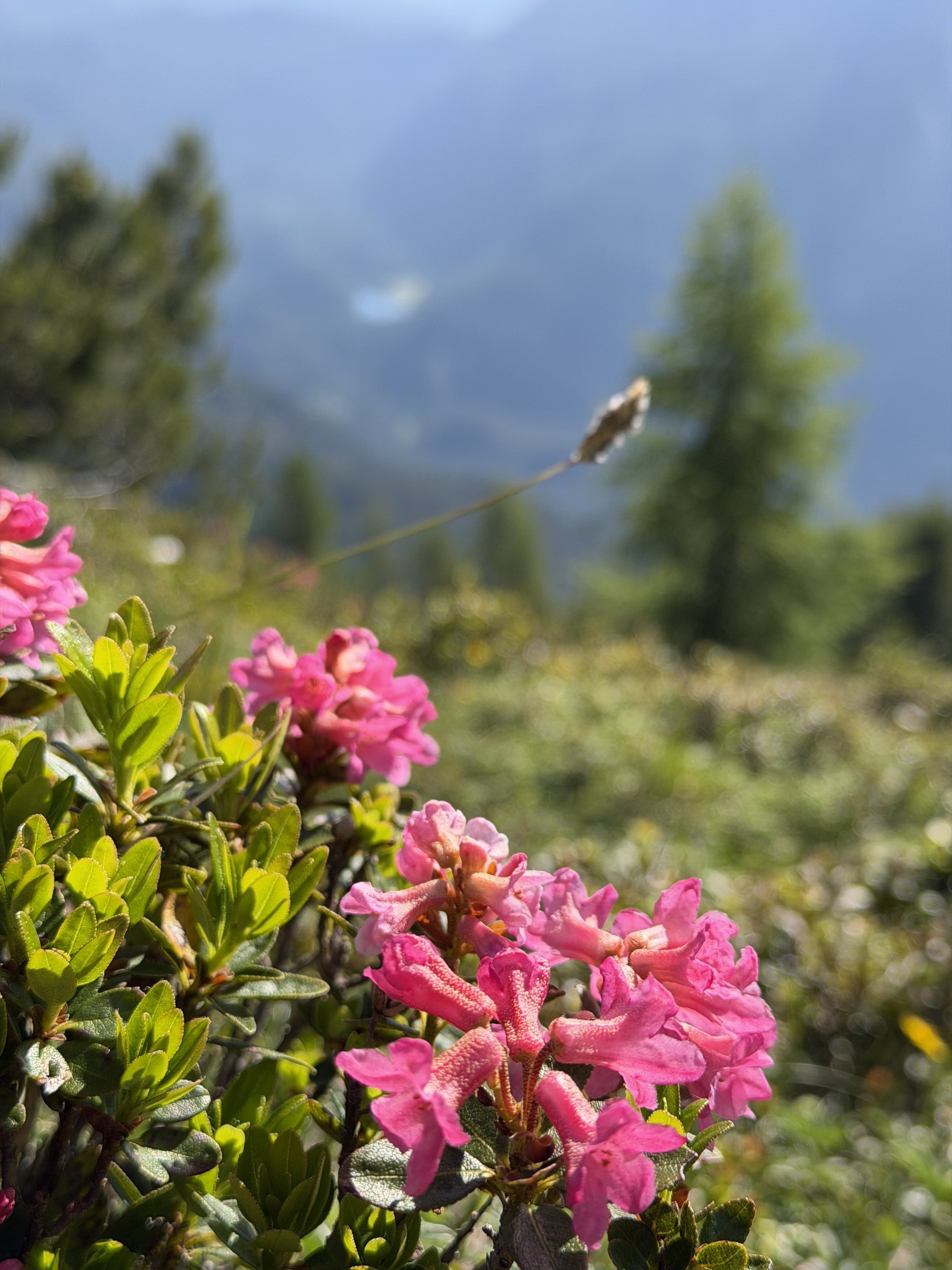 IMG_1867.jpeg