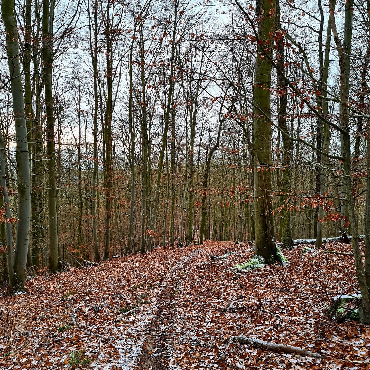 IMG_20201226_123112_665.jpg