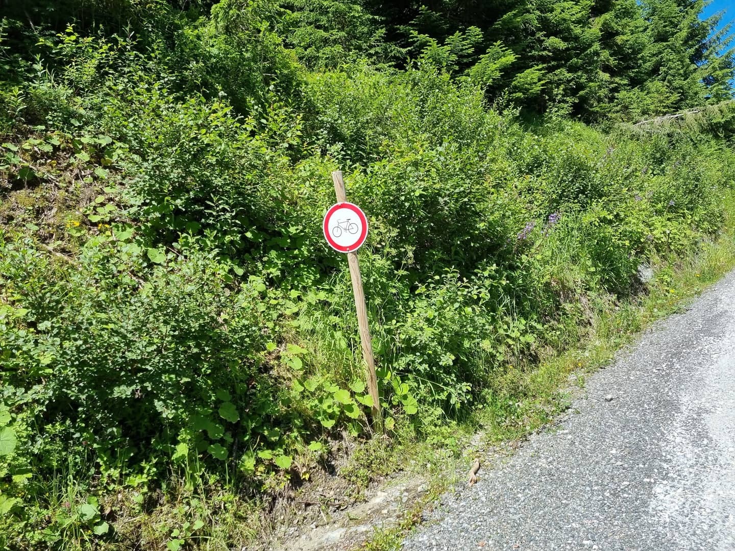 IMG_20210712_125352_294.jpg