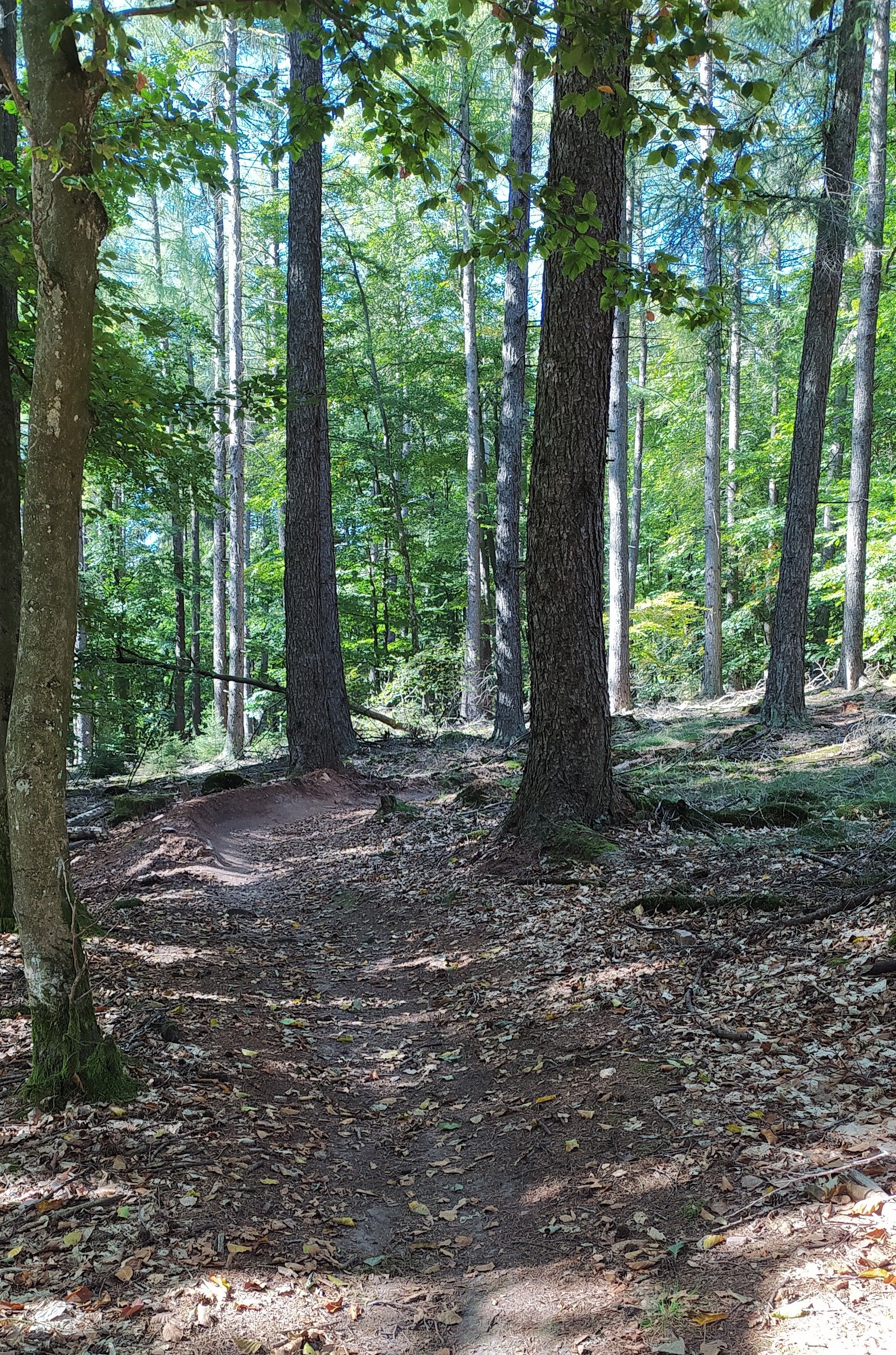 IMG_20231001_135034_1.jpg