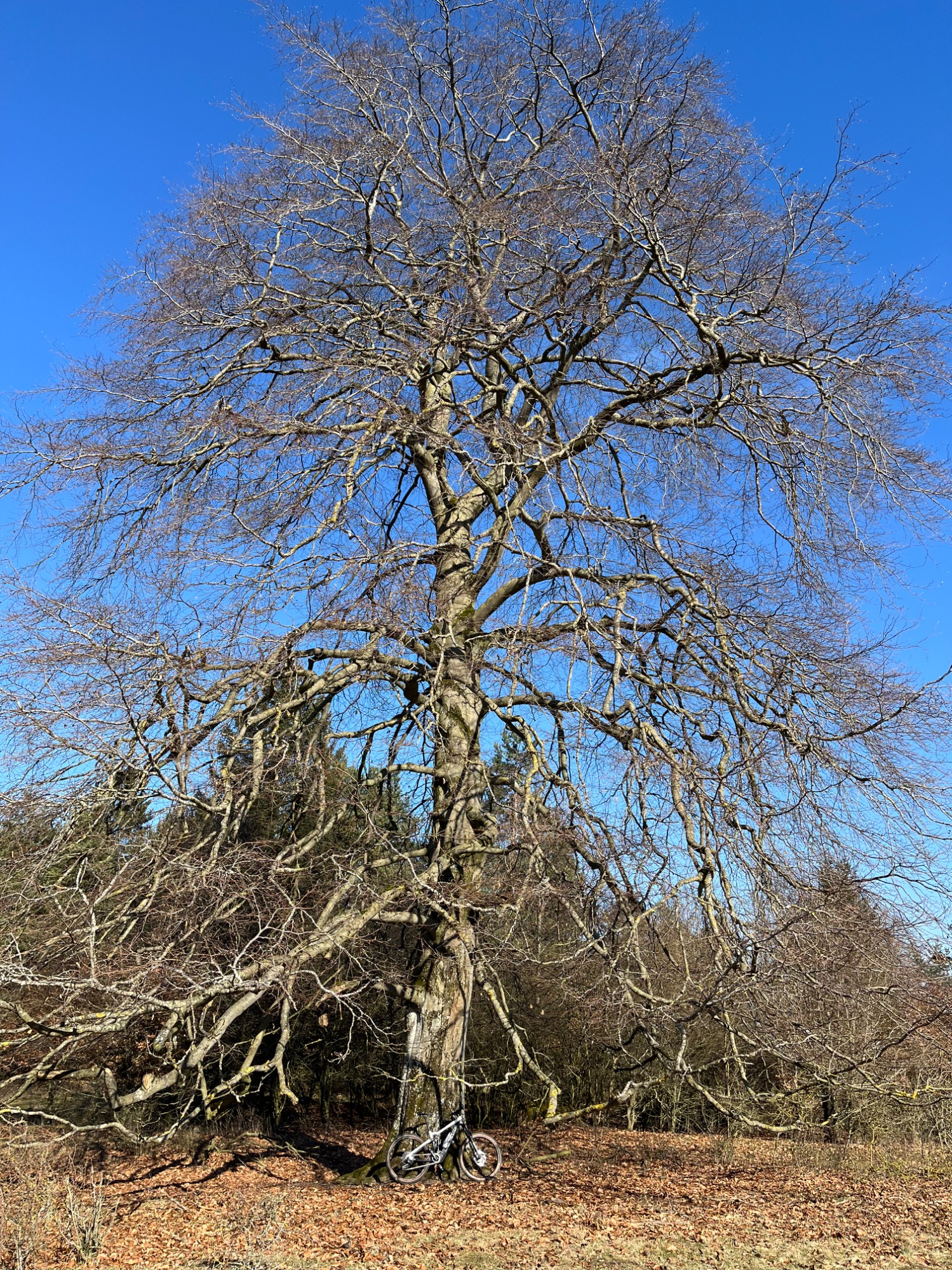 IMG_2609.jpeg