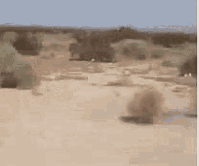 IMG_5074.gif