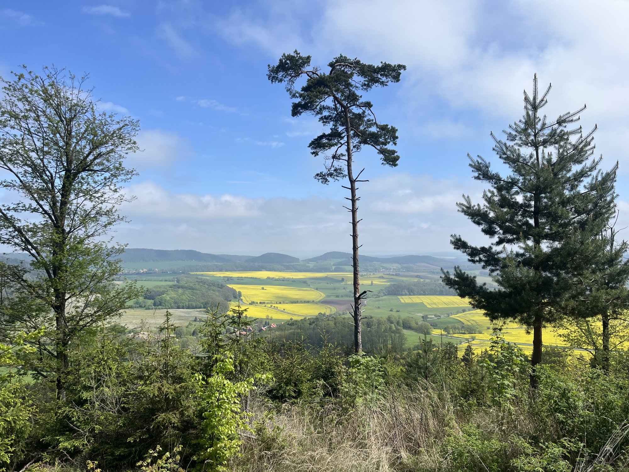 IMG_5232.jpeg