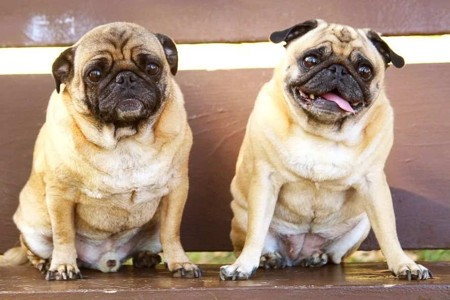 Mops+Möpse+übergewichtig+dick.jpg.webp