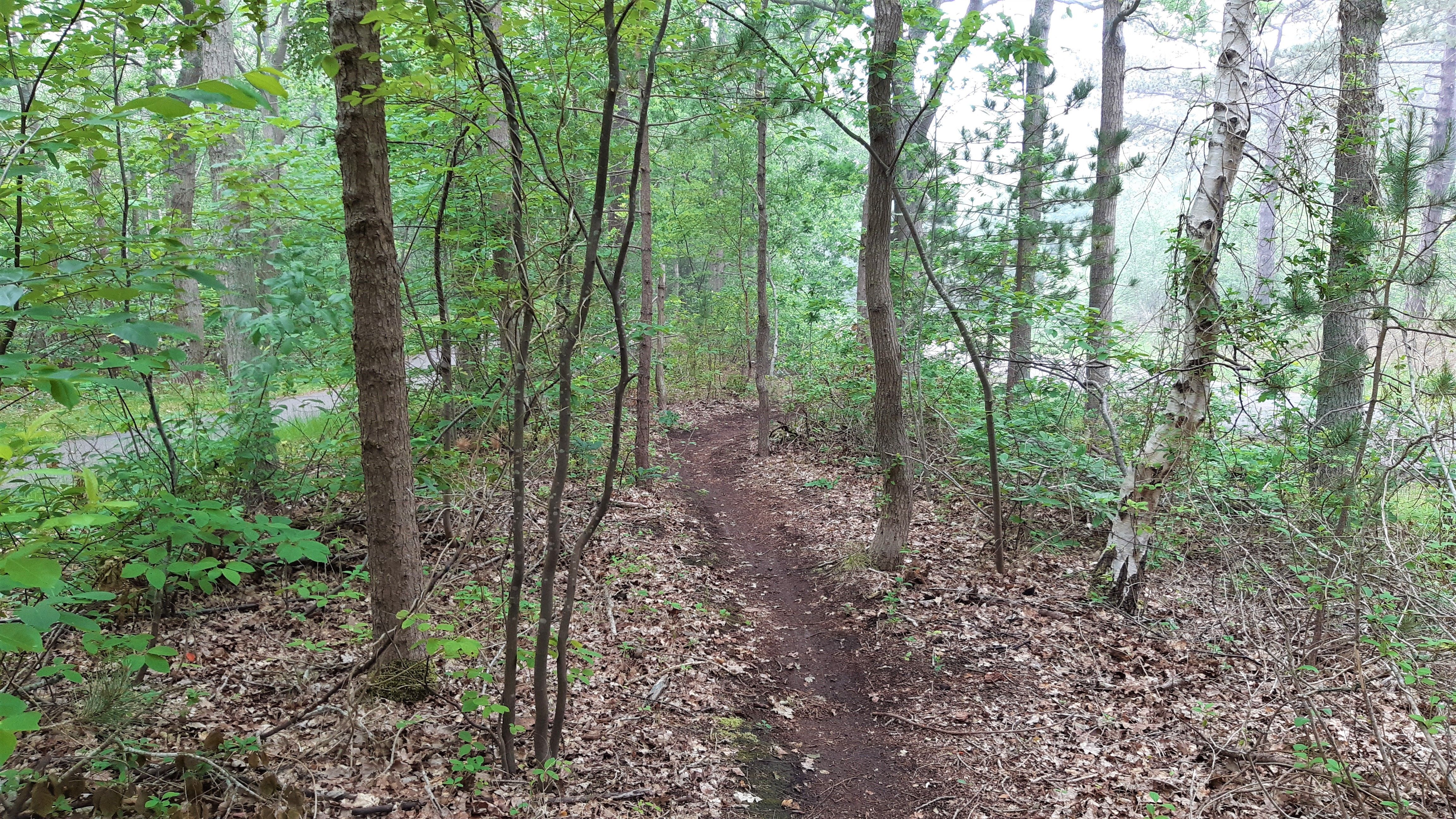 MTB Spur.jpg