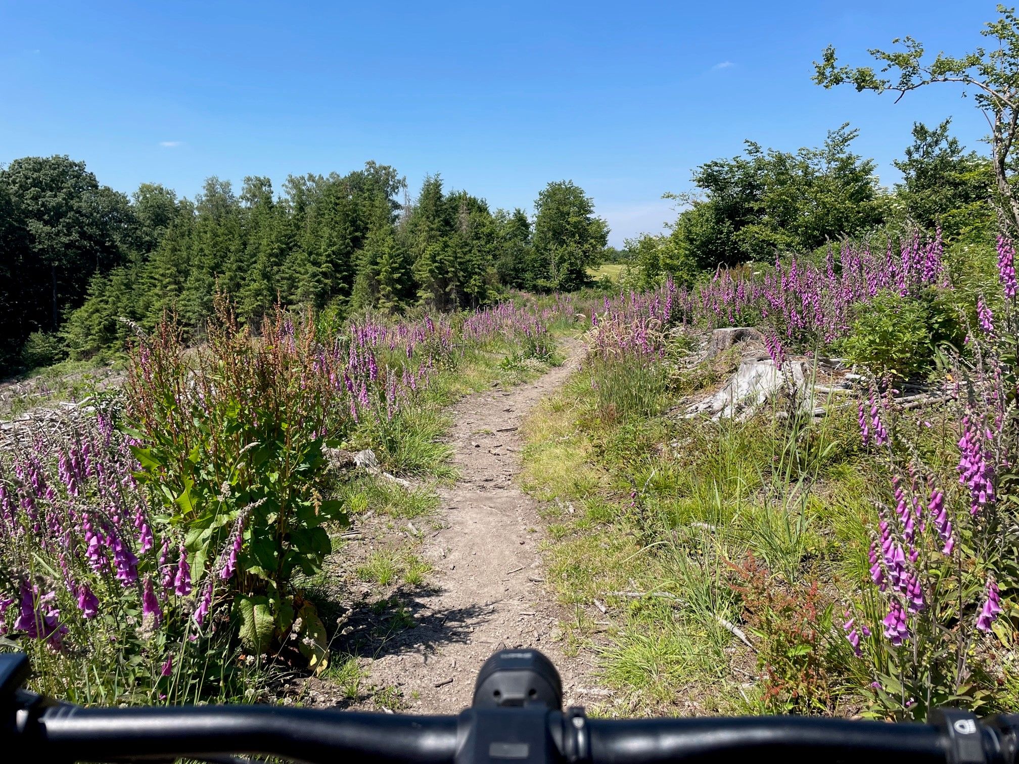 On Trail 1.jpg