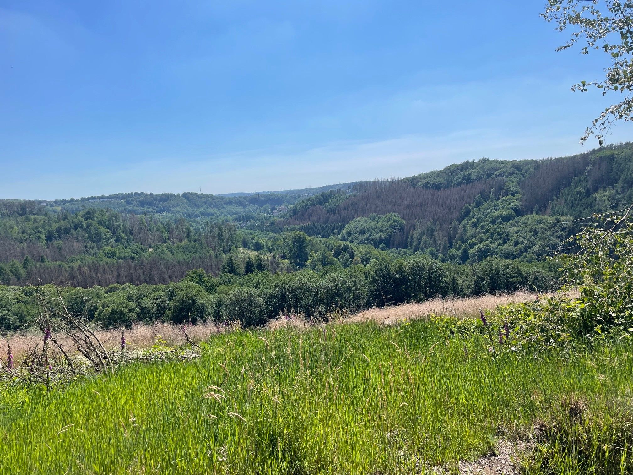 On Trail 2.jpg