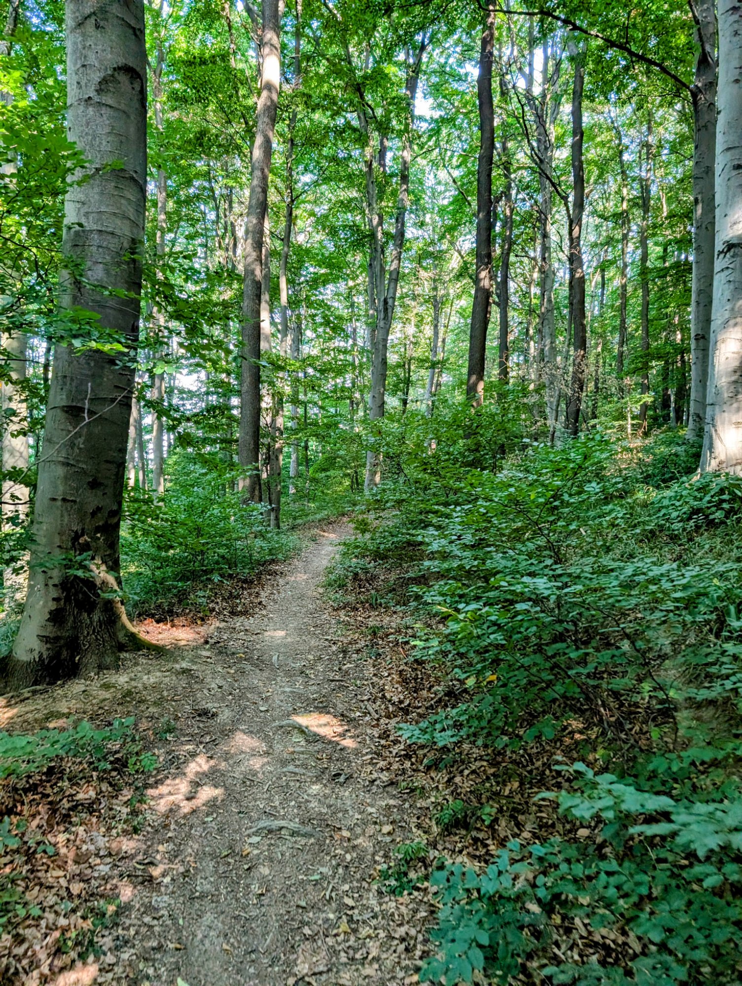 PXL_20250818_070114627.MP~2.jpg
