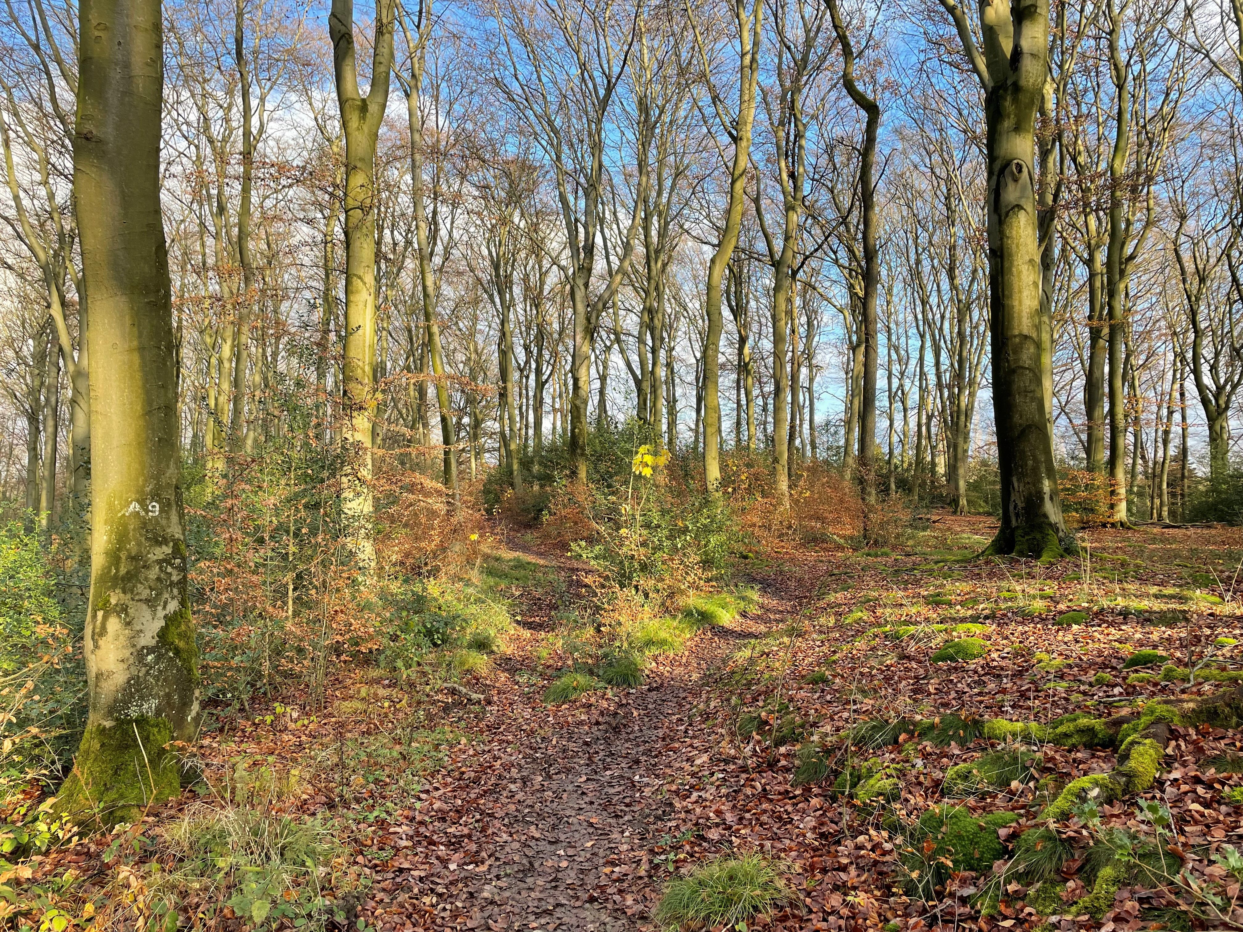 Rotwild auf dem Trail 1.jpg