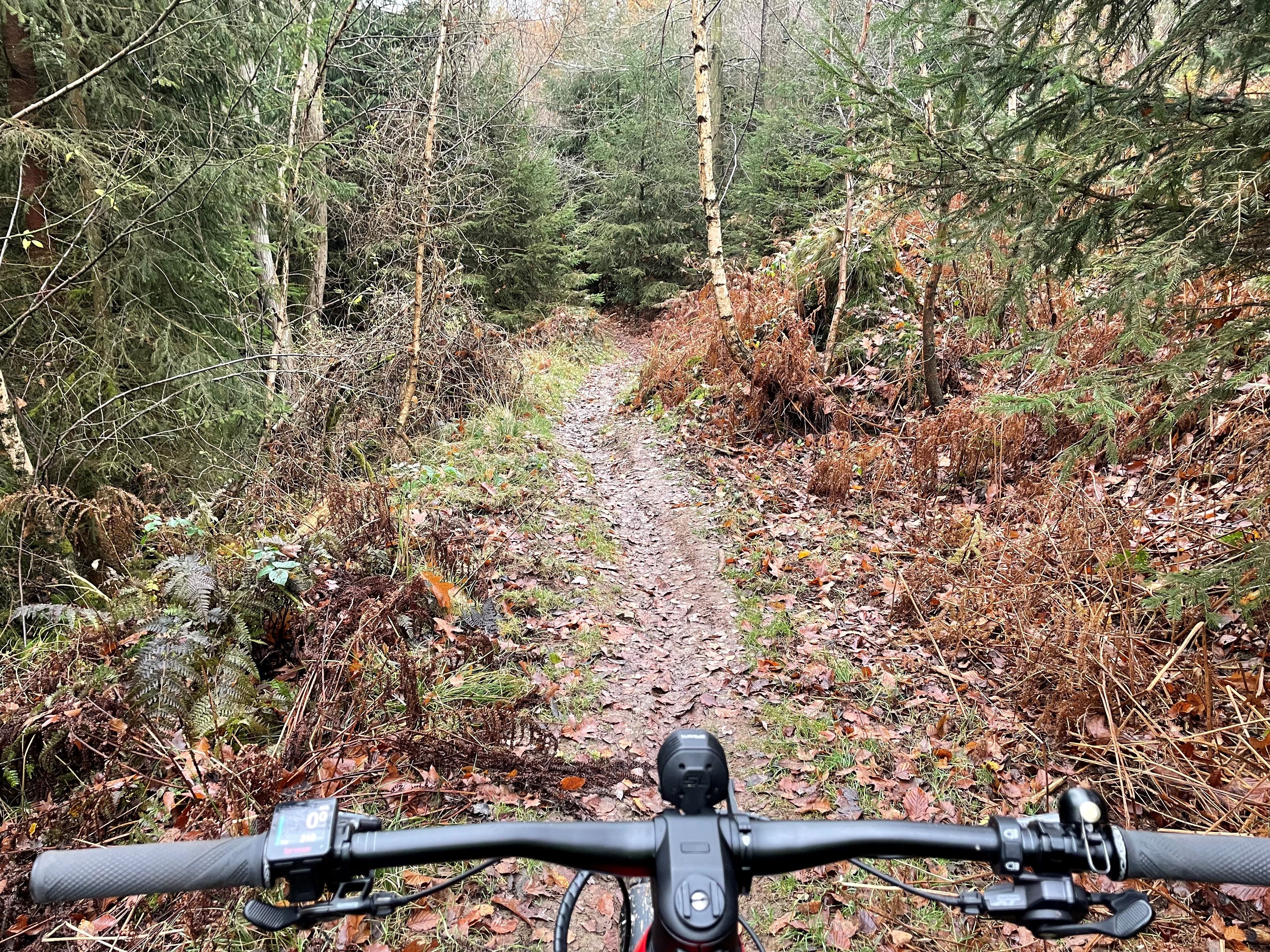 Rotwild auf dem Trail 2.jpg