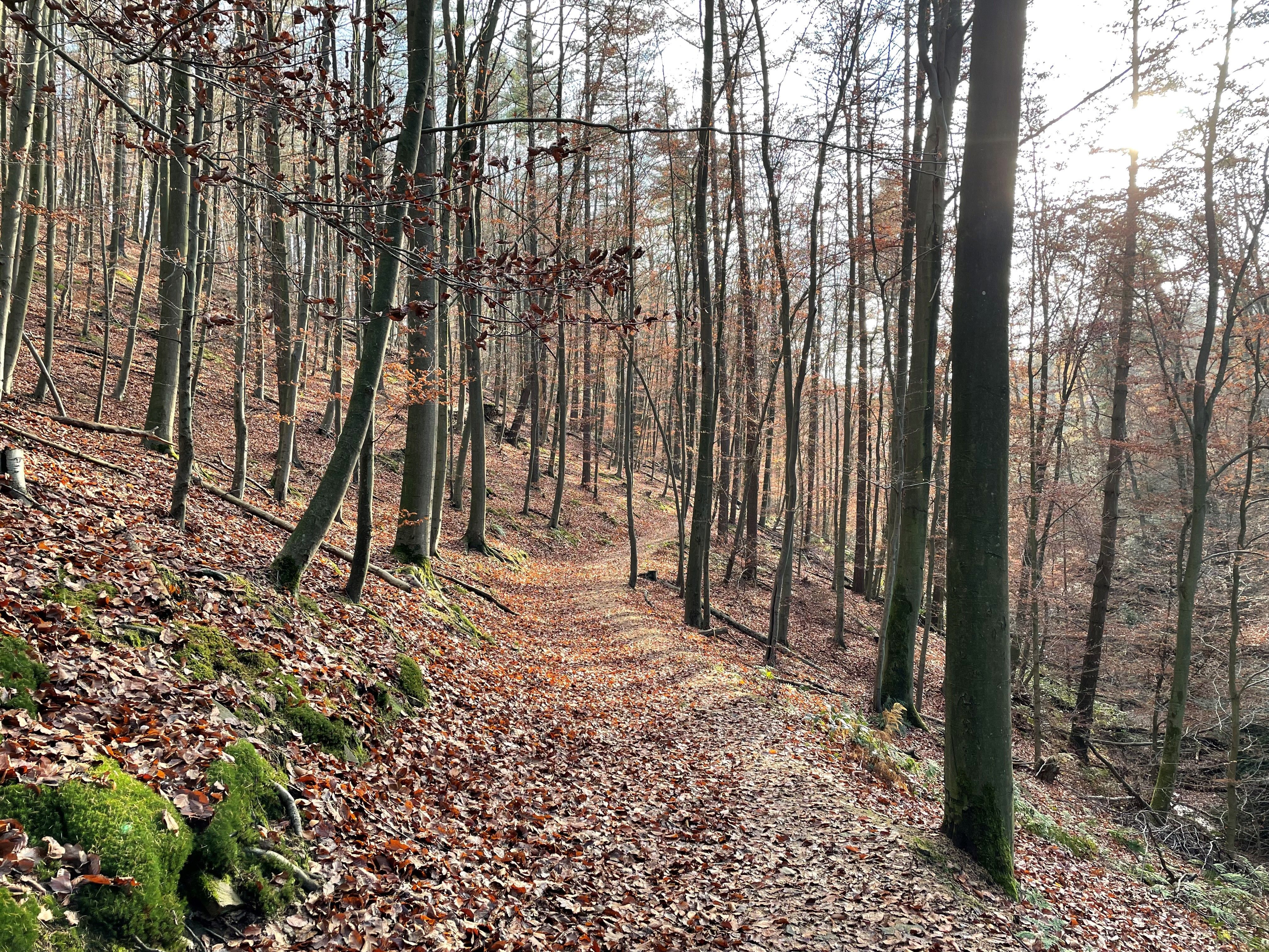 Rotwild auf dem Trail 3.jpg