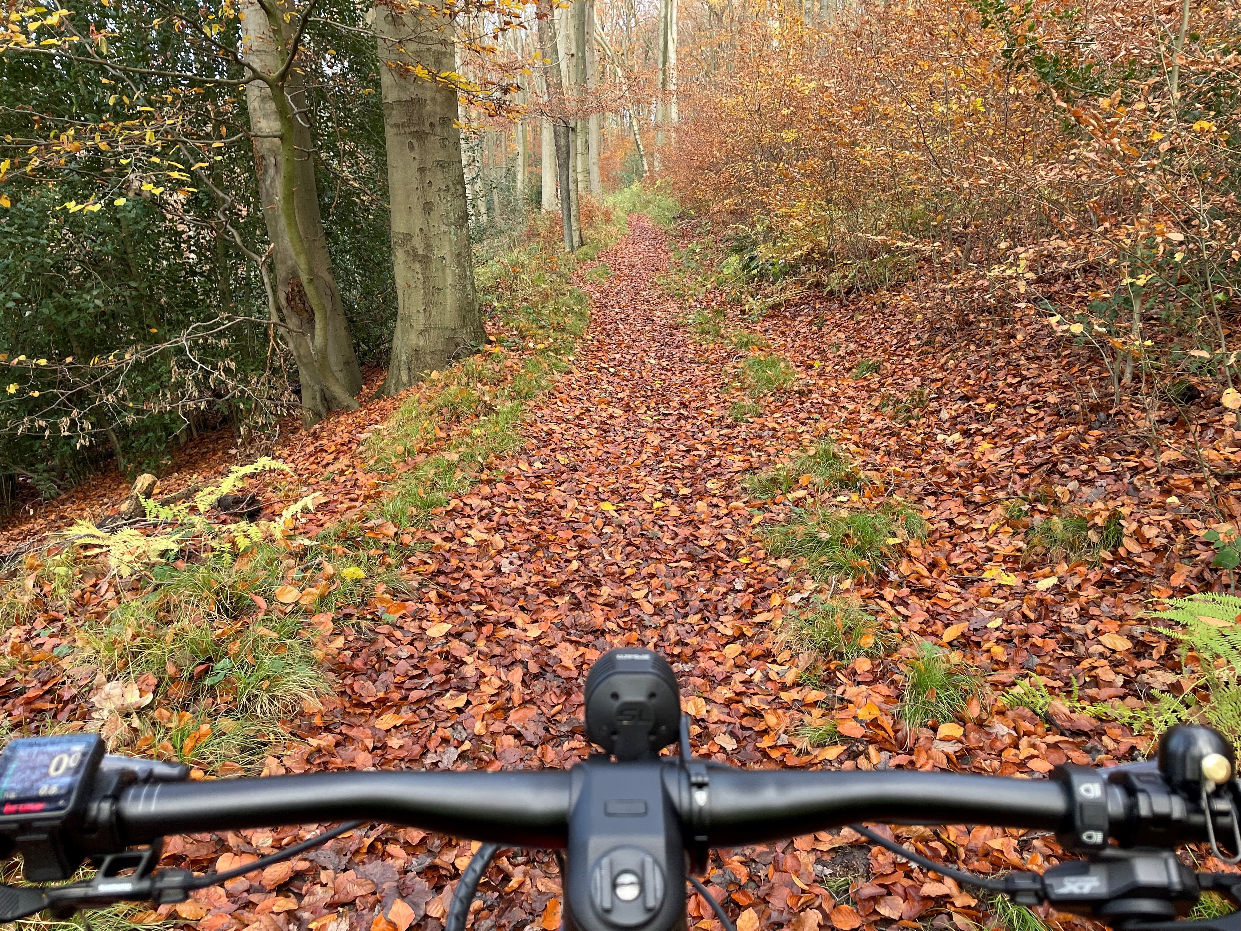 Rotwild auf dem Trail.jpg