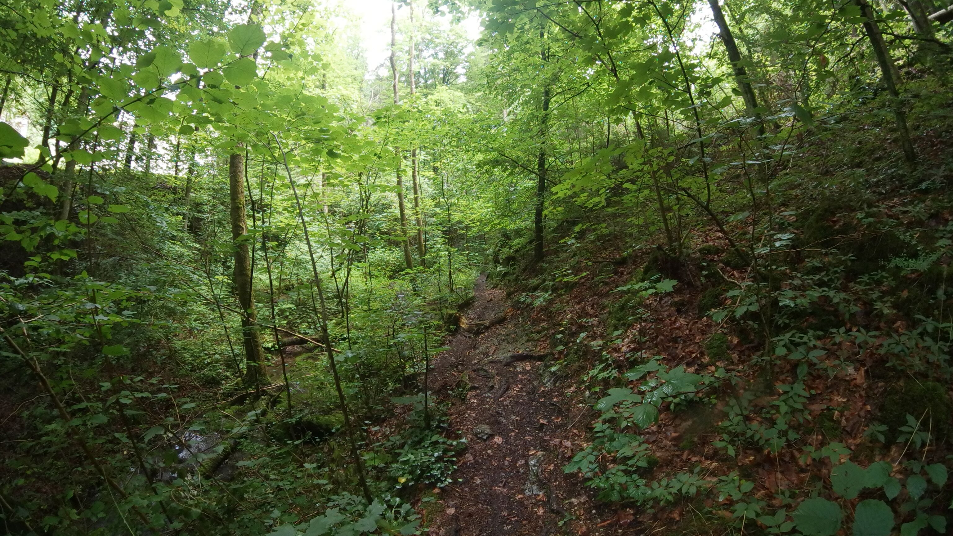 SAM_0230.JPG