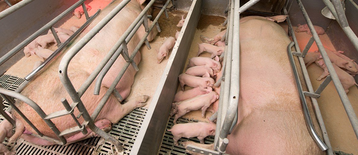 Schweinezucht.jpg