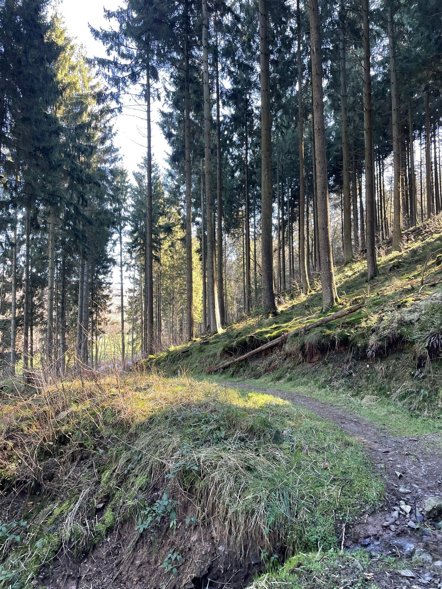 Trail an der Ennepe.jpg