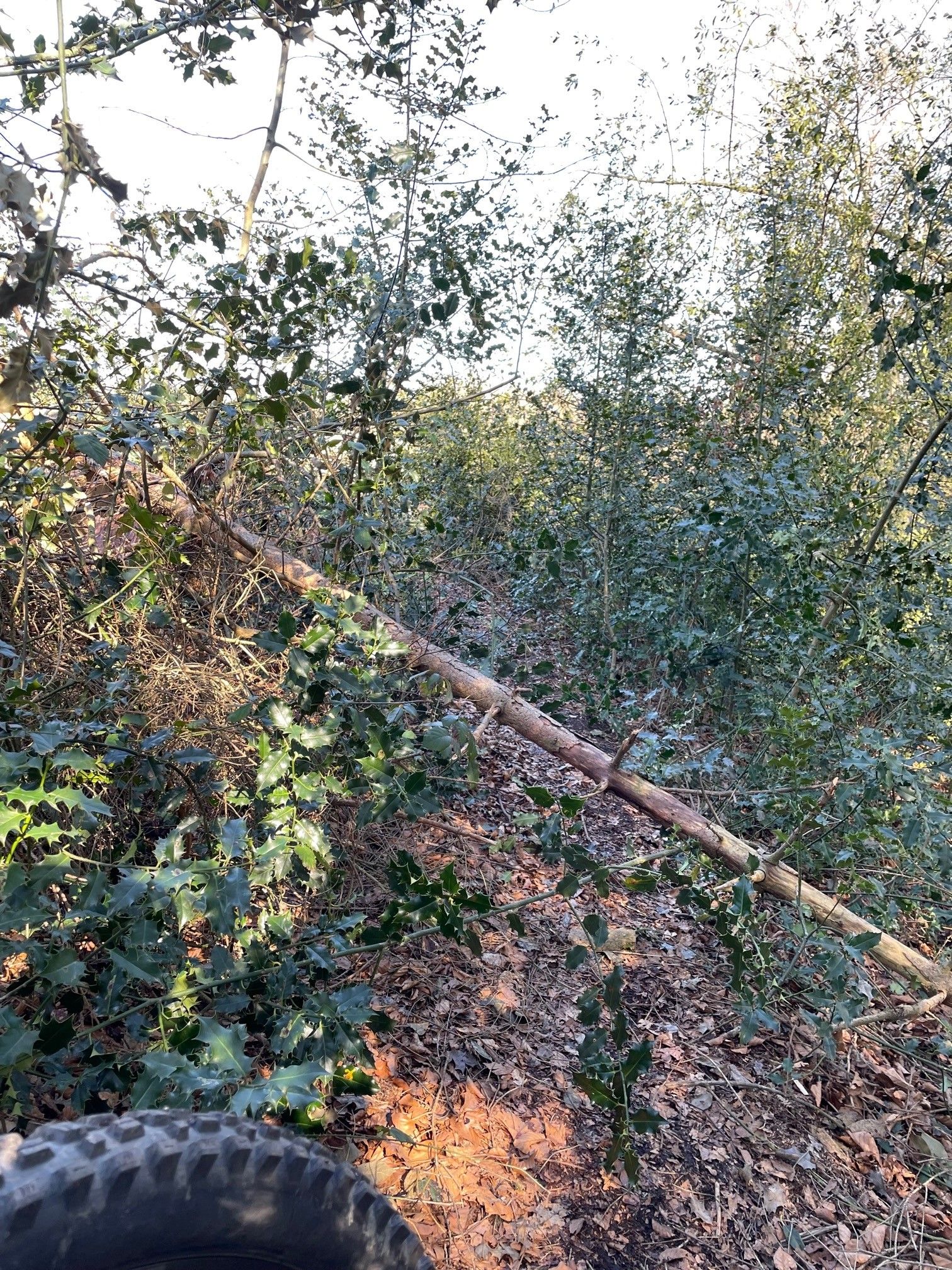 Zweigniederlassung.jpg