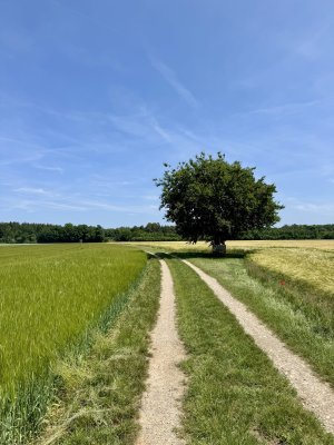 IMG_2823.jpeg