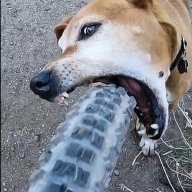 SnakeBite