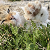 Katze