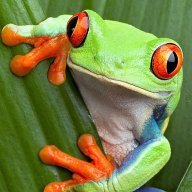 Greenfrog